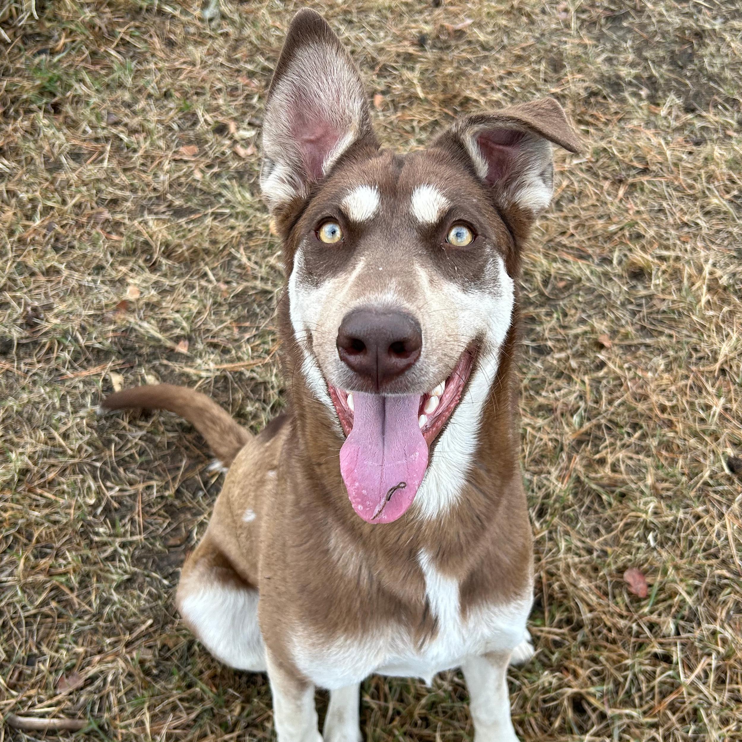 Gypsy, an adopted mixed breed in Lindon, UT image 5/5