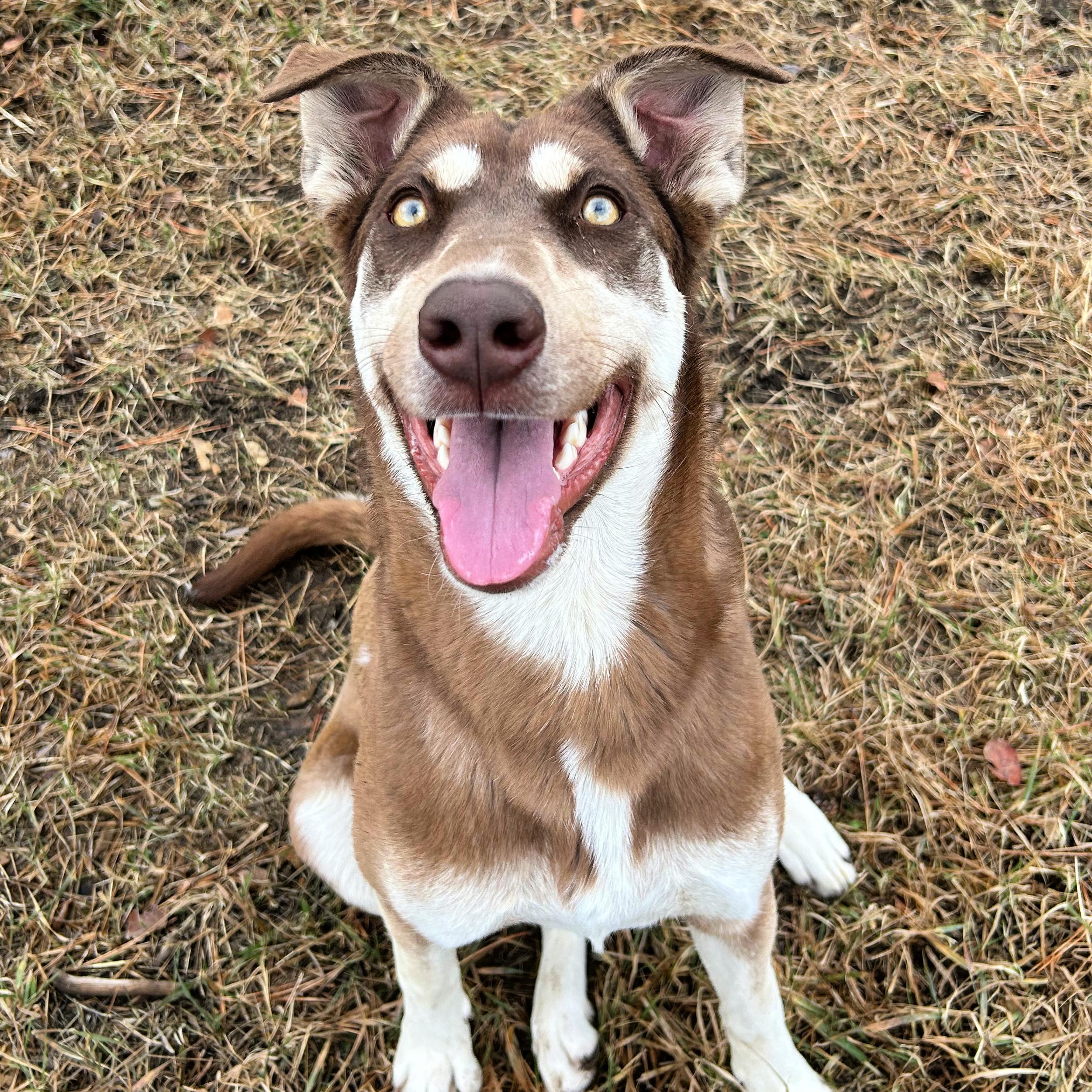 Gypsy, an adopted mixed breed in Lindon, UT image 1/5