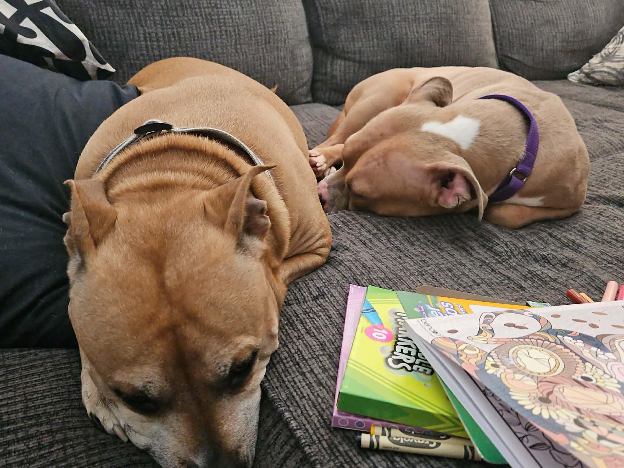 Enlarge Siena, a Adoptable mixed breed in Chicago, IL image 6/6