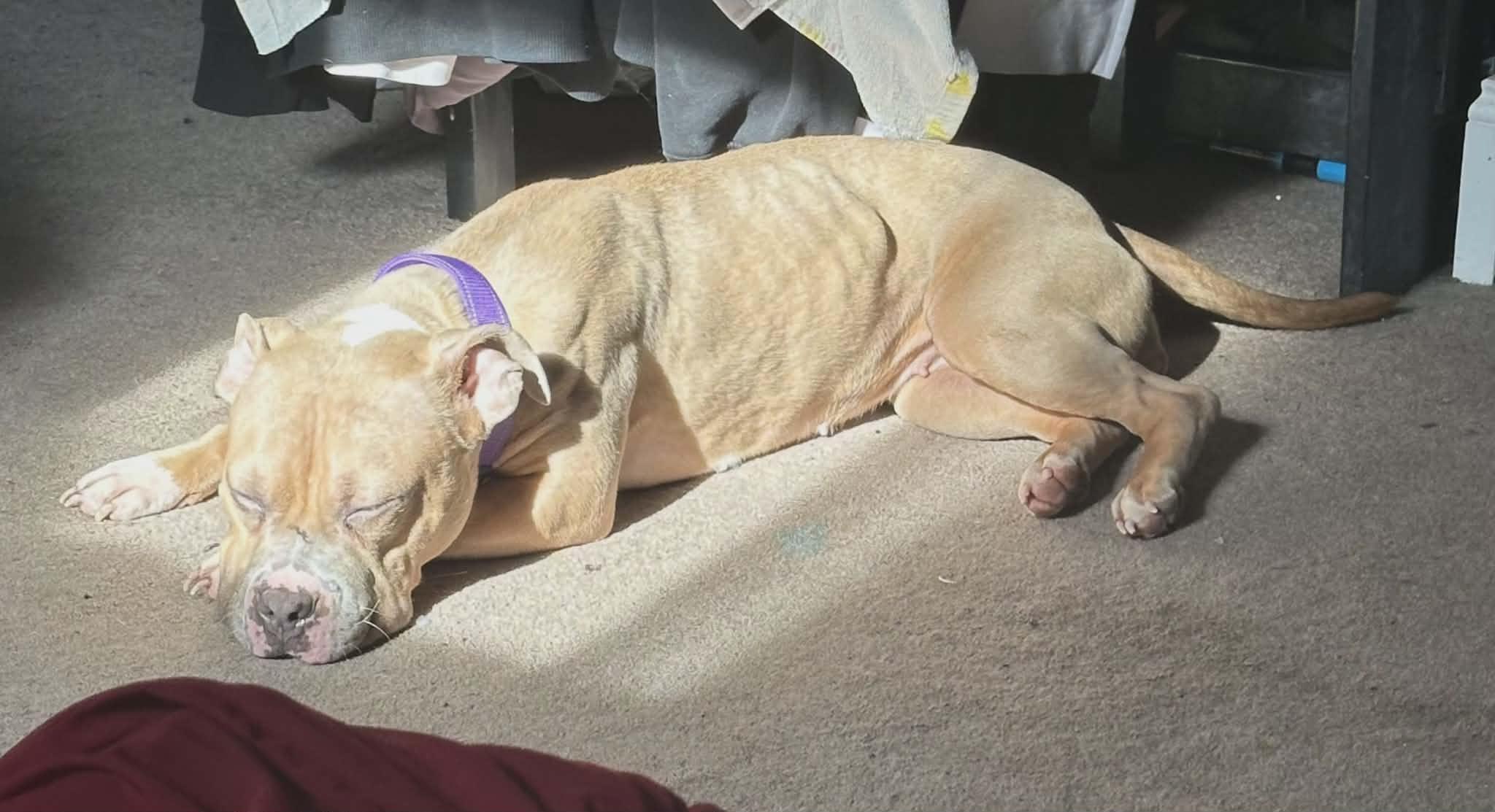 Enlarge Siena, a Adoptable mixed breed in Chicago, IL image 2/6