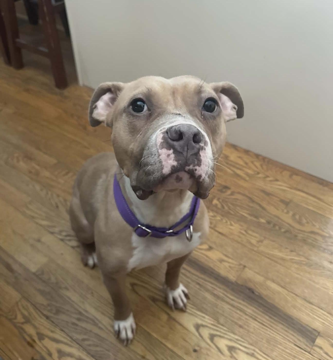 Enlarge Siena, a Adoptable mixed breed in Chicago, IL image 1/6