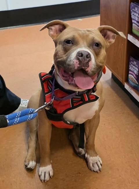 Siena, Adoptable, Young Female Pit Bull Terrier.