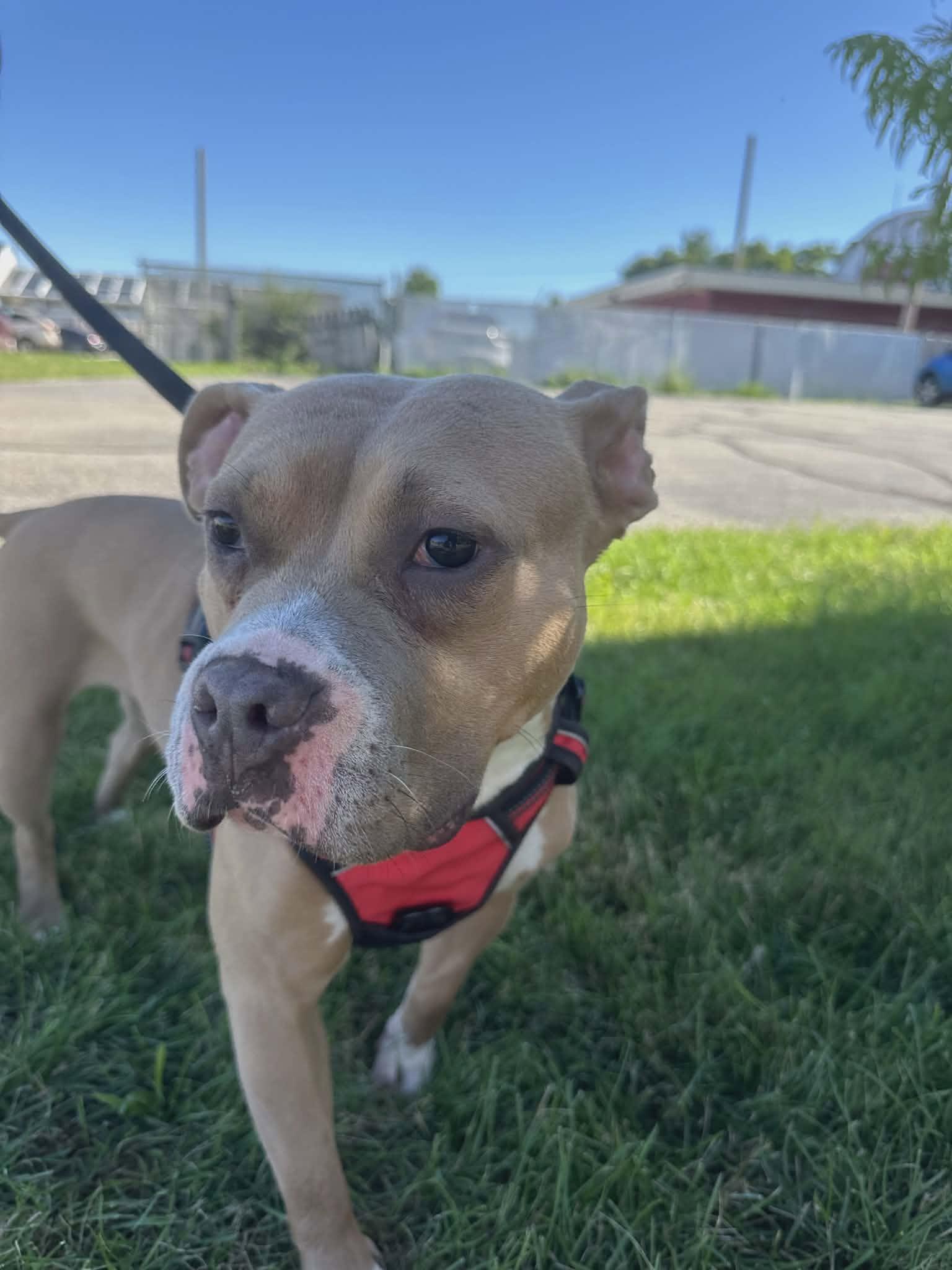 Enlarge Siena, a Adoptable mixed breed in Chicago, IL image 6/6