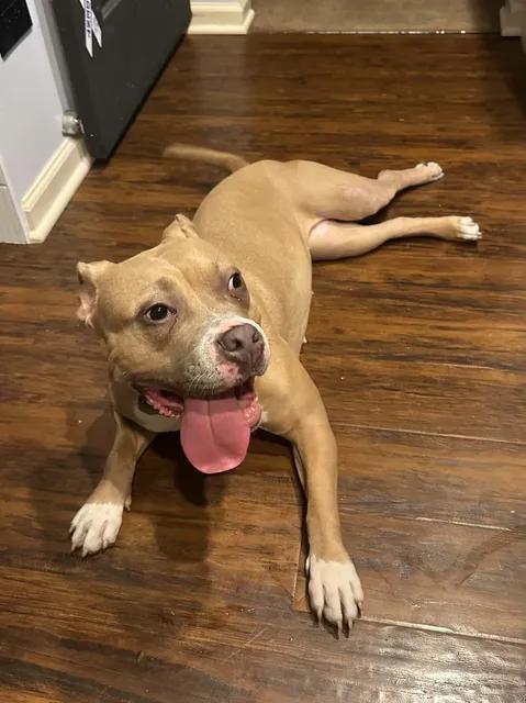 Enlarge Siena, a Adoptable mixed breed in Chicago, IL image 2/6