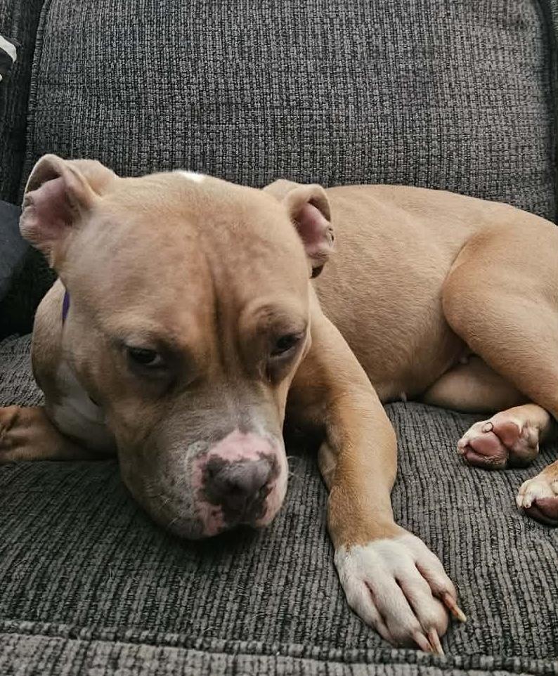 Enlarge Siena, a Adoptable mixed breed in Chicago, IL image 5/6