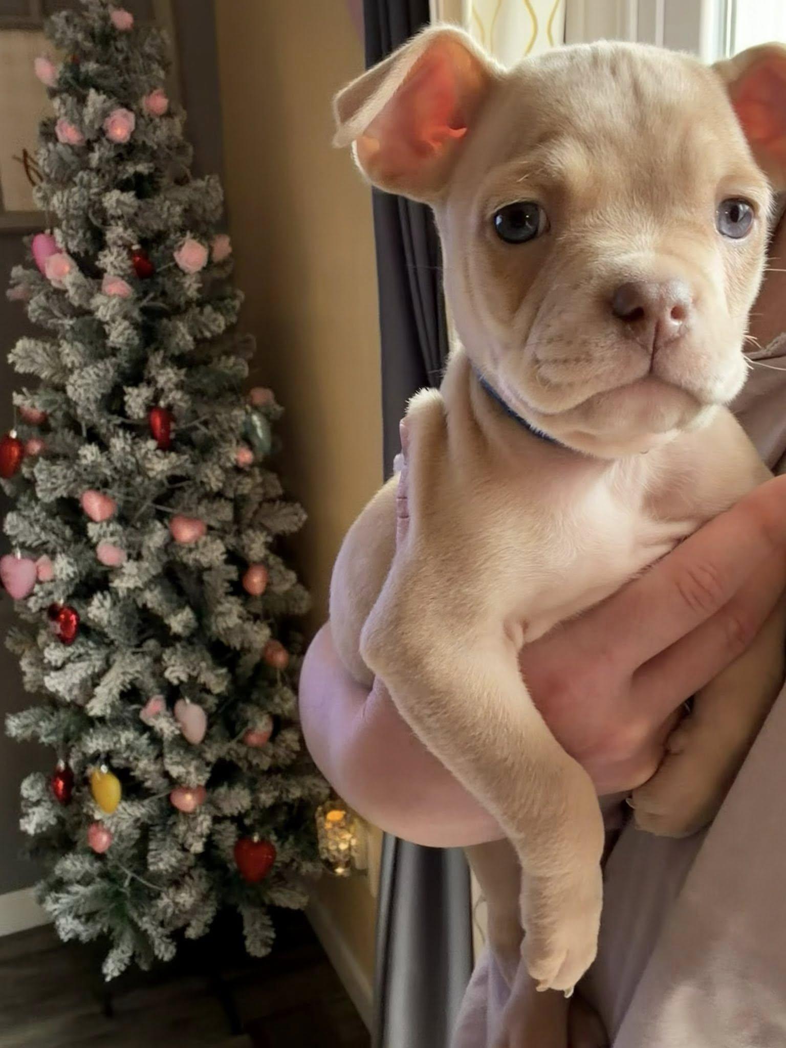 Enlarge Slade, a Adopted mixed breed in Belleville, MI image 1/1