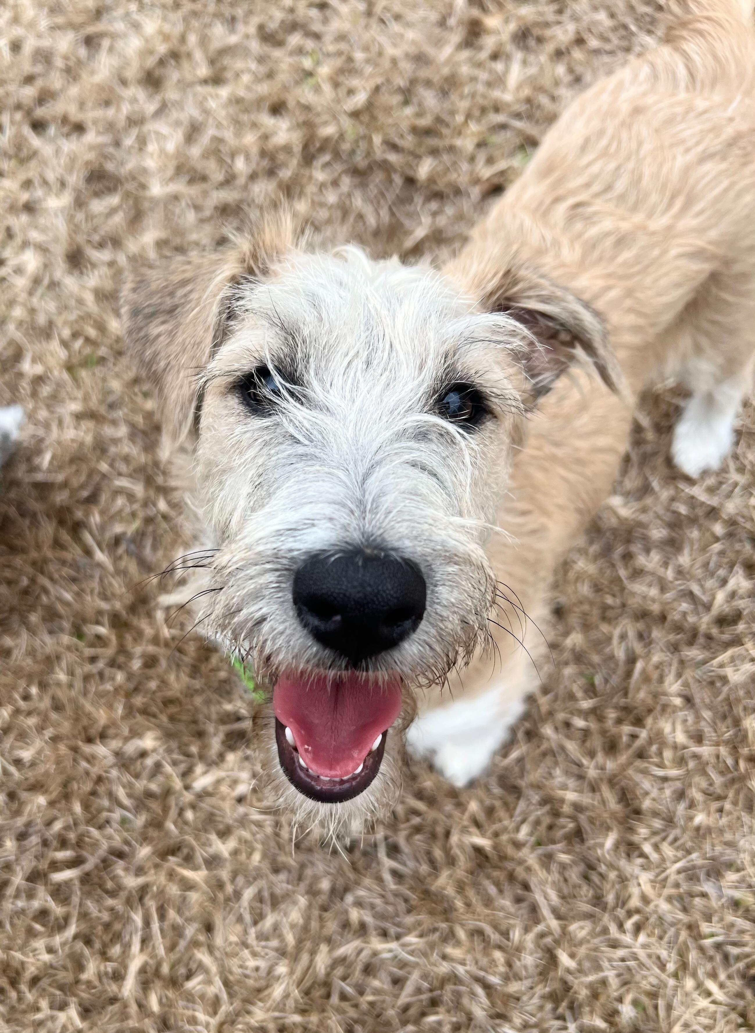 Enlarge TOBILLO, a ADOPTABLE mixed breed in Fuquay Varina, NC image 2/3