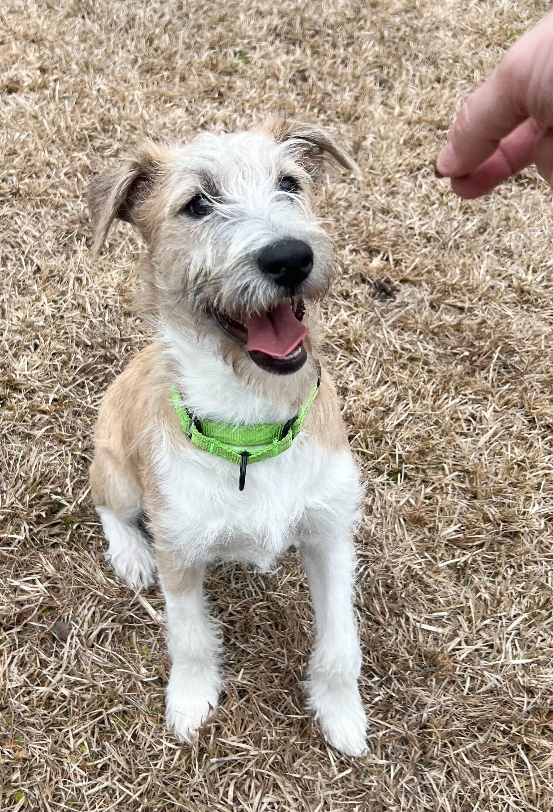 Enlarge TOBILLO, a ADOPTABLE mixed breed in Fuquay Varina, NC image 3/3