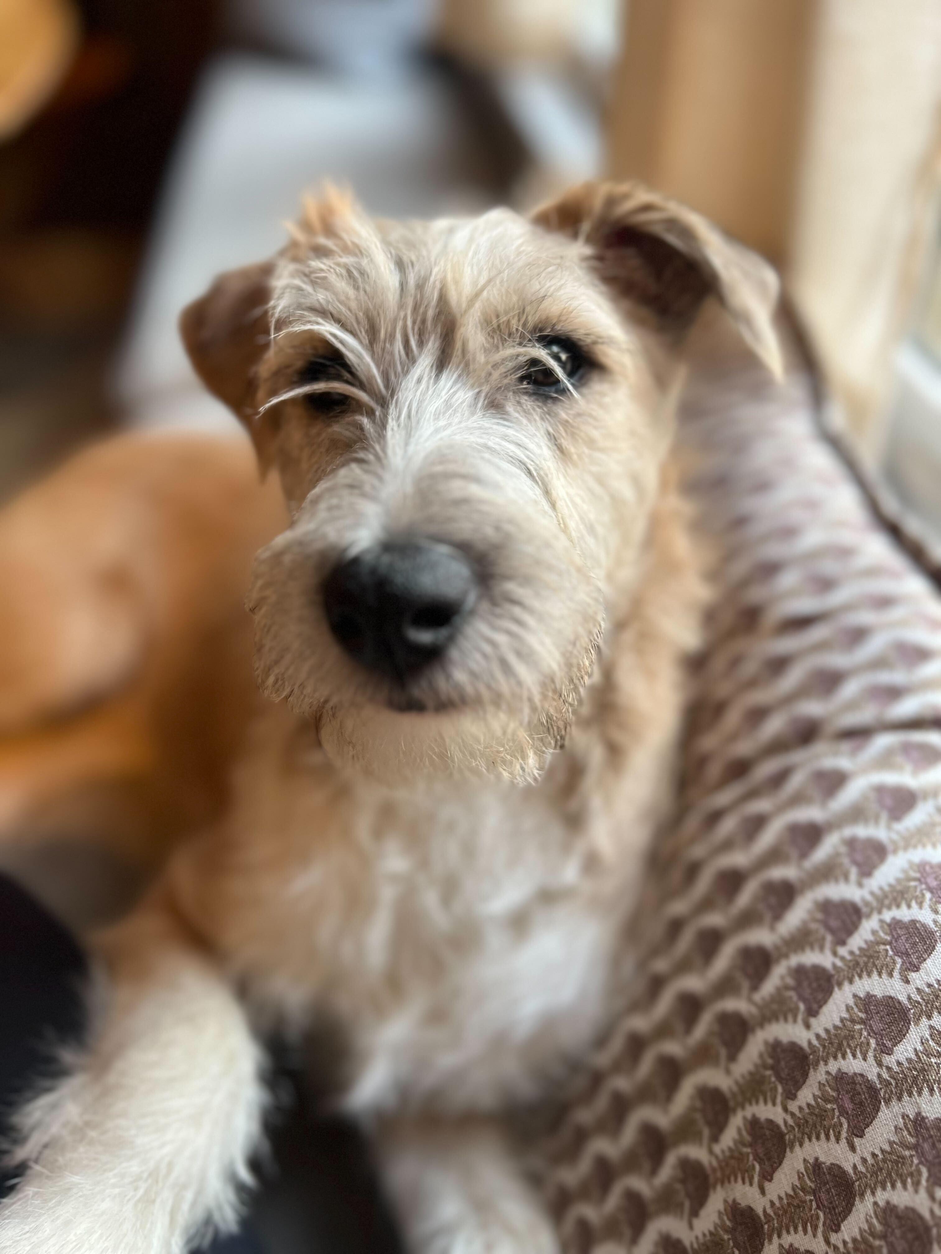 TOBILLO, ADOPTABLE, Puppy Male Fox Terrier.