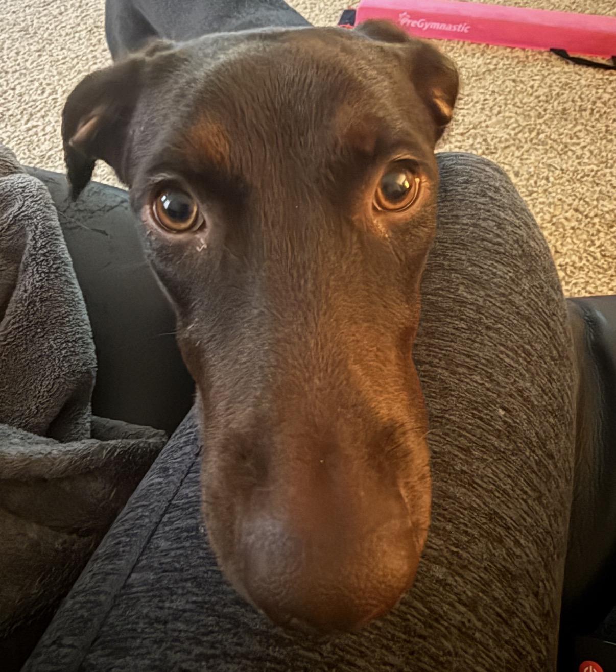 Enlarge Luna, a Adoptable mixed breed in Maineville, OH image 5/6
