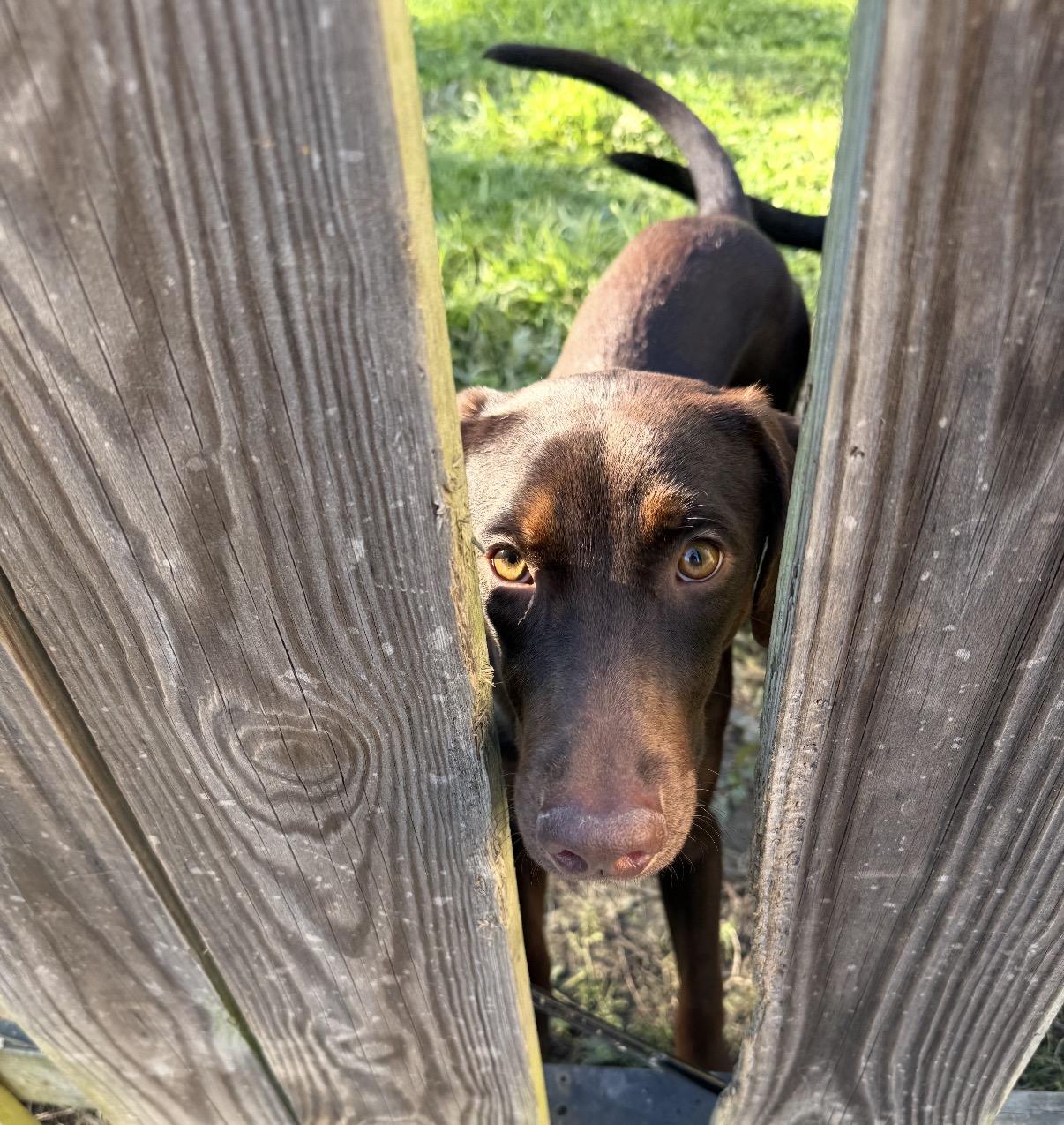 Enlarge Luna, a Adoptable mixed breed in Maineville, OH image 2/6