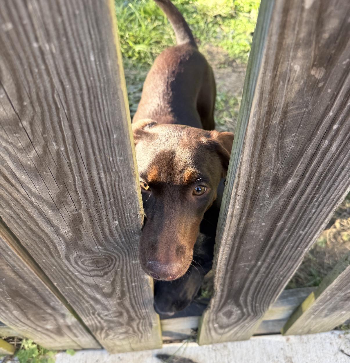 Enlarge Luna, a Adoptable mixed breed in Maineville, OH image 6/6