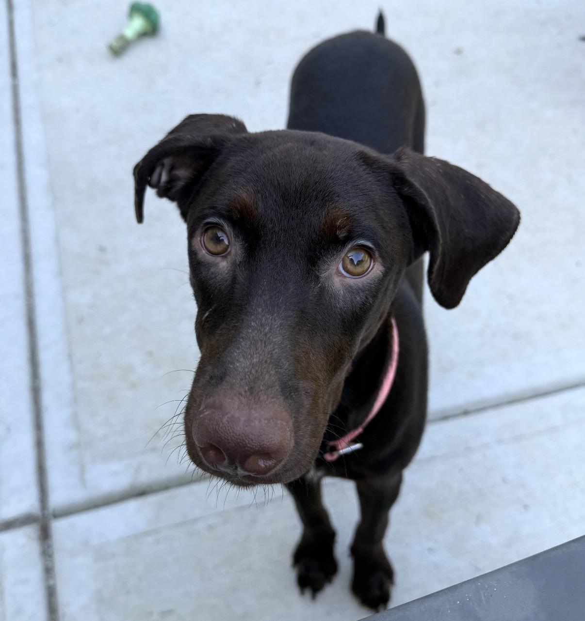 Enlarge Luna, a Adoptable mixed breed in Maineville, OH image 1/6