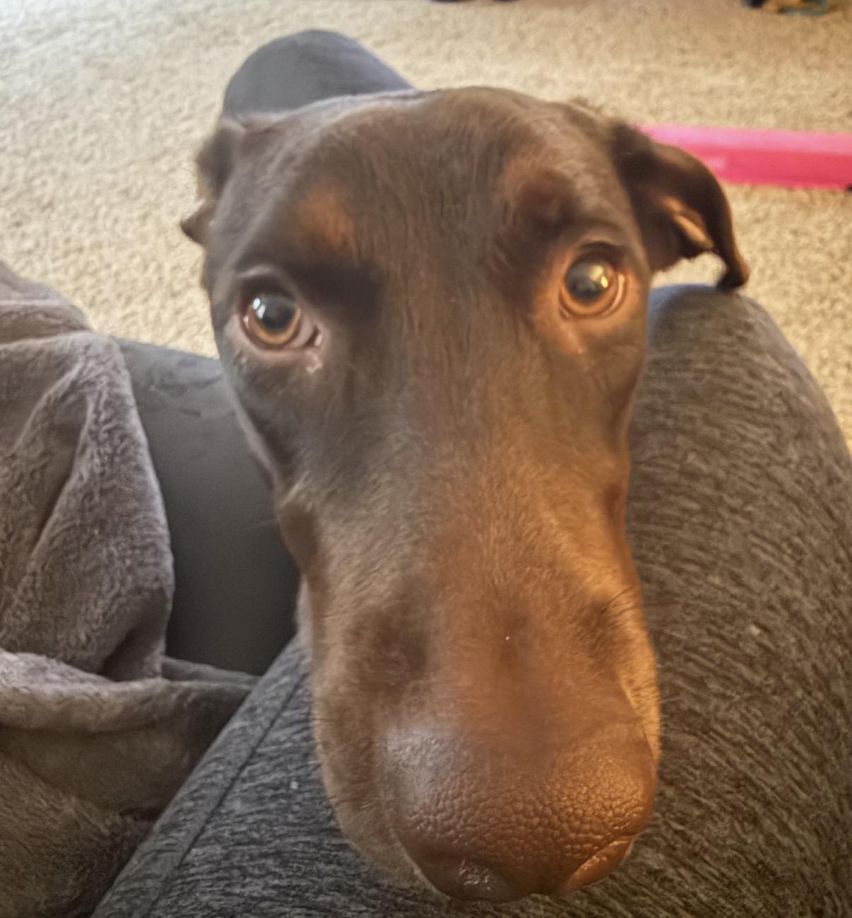 Enlarge Luna, a Adoptable mixed breed in Maineville, OH image 3/6