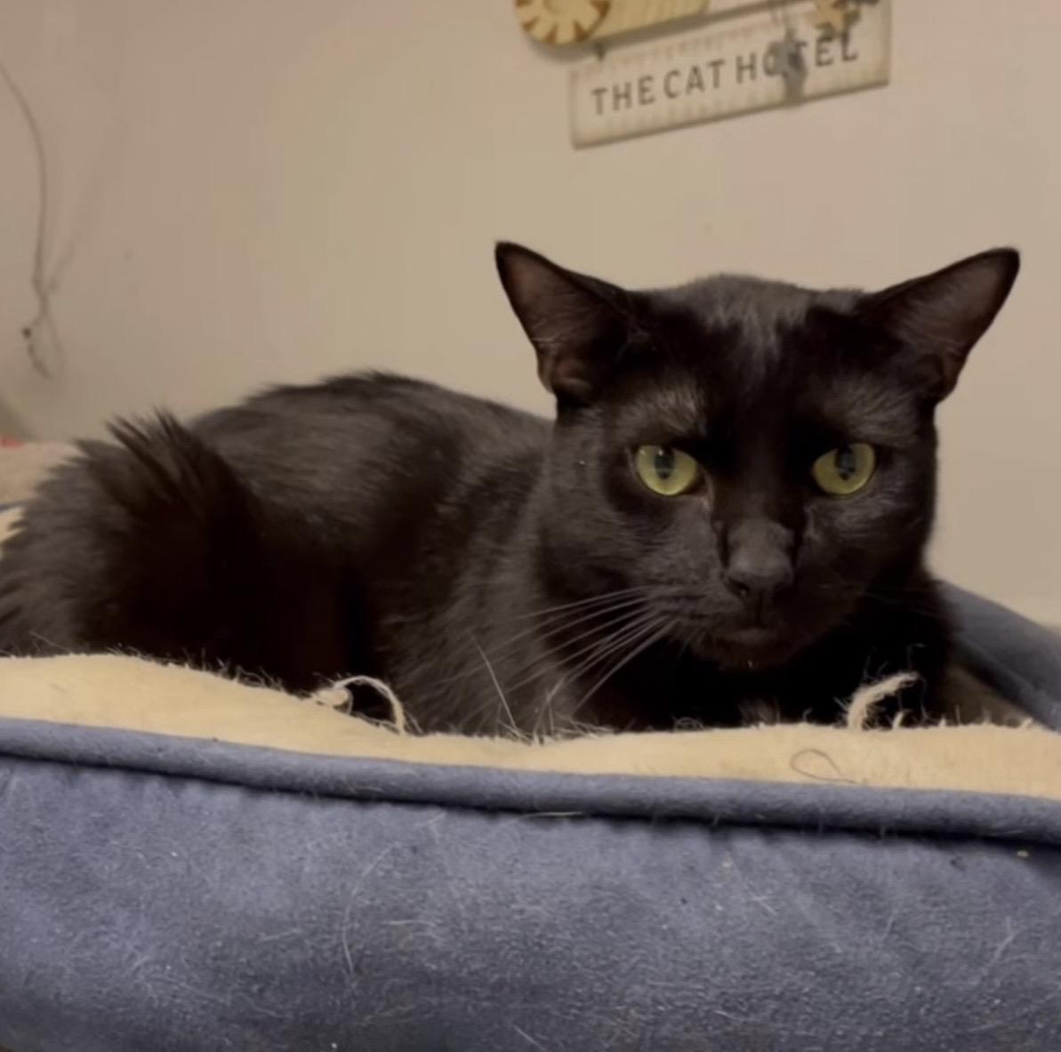 Cole, Adoptable, Adult Male Domestic Short Hair.