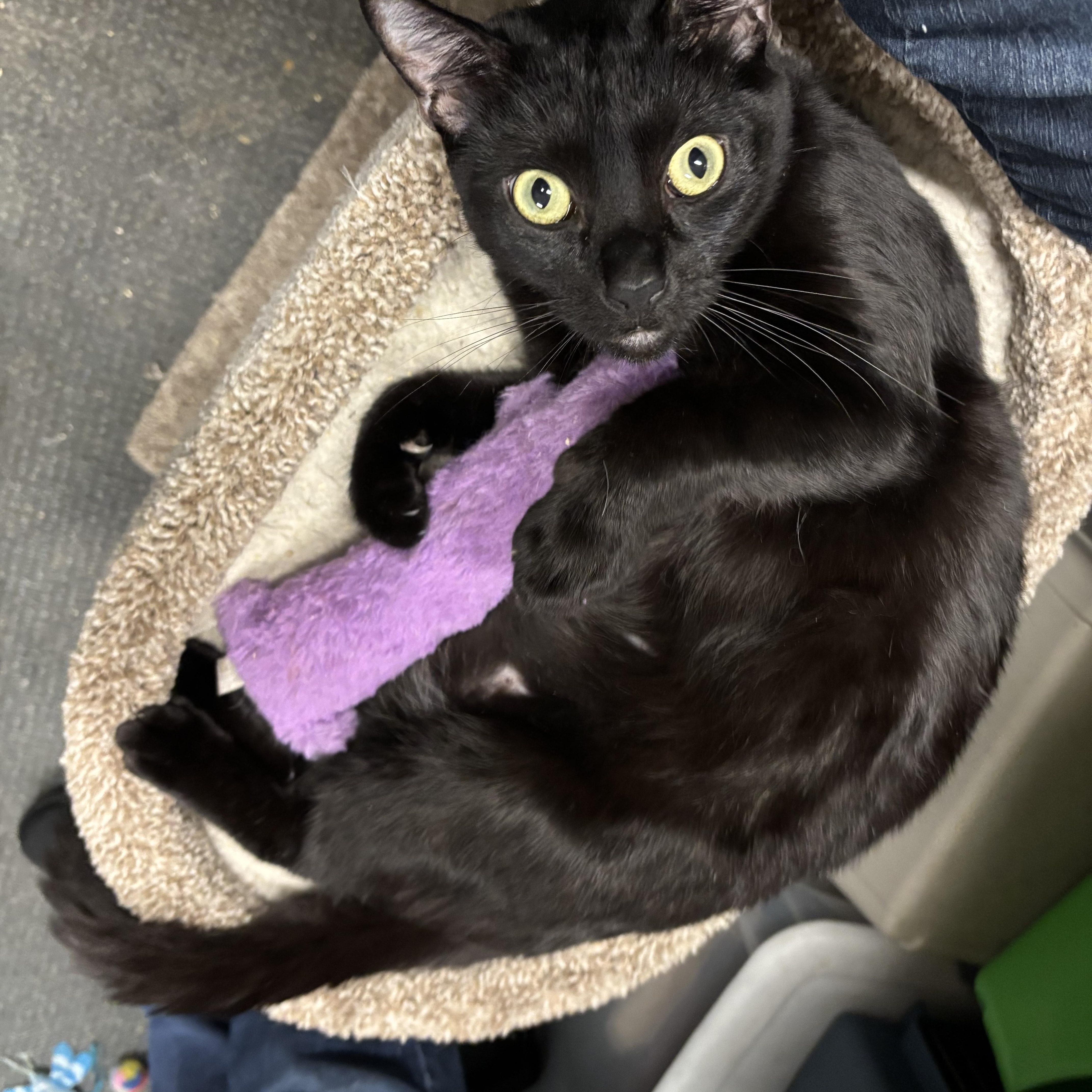 Cole, Adoptable, Adult Male Domestic Short Hair.