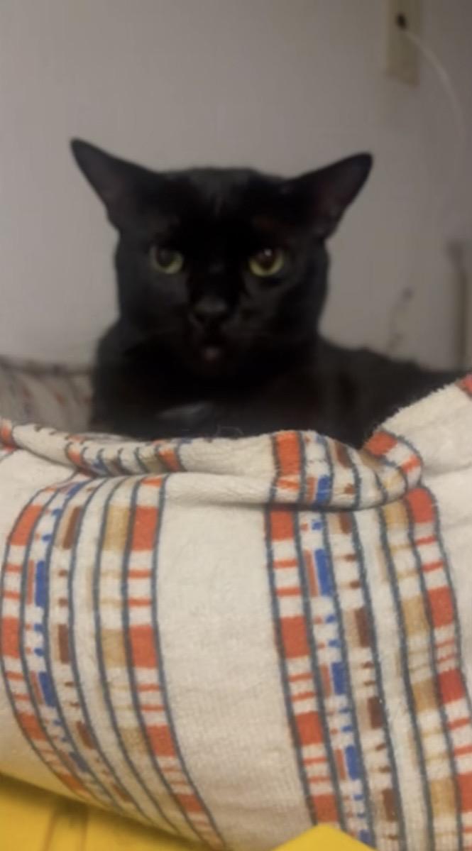 Enlarge Cole, a Adoptable Domestic Short Hair in Petaluma, CA image 6/6