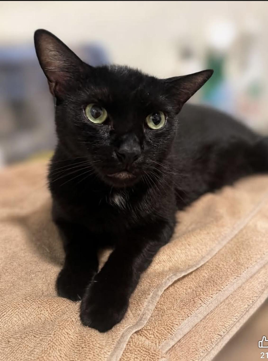 Enlarge Cole, a Adoptable Domestic Short Hair in Petaluma, CA image 5/6