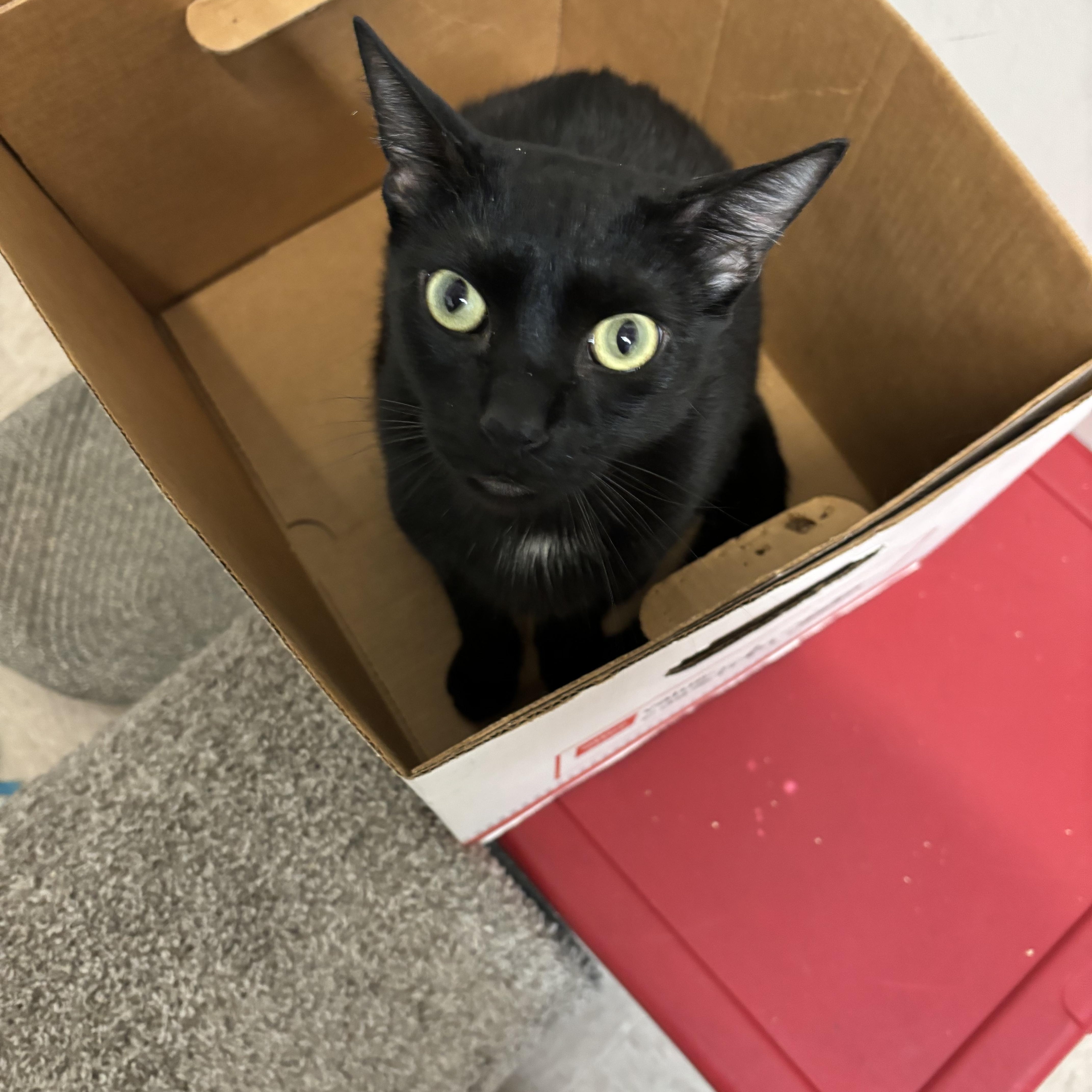 Enlarge Cole, a Adoptable Domestic Short Hair in Petaluma, CA image 2/3