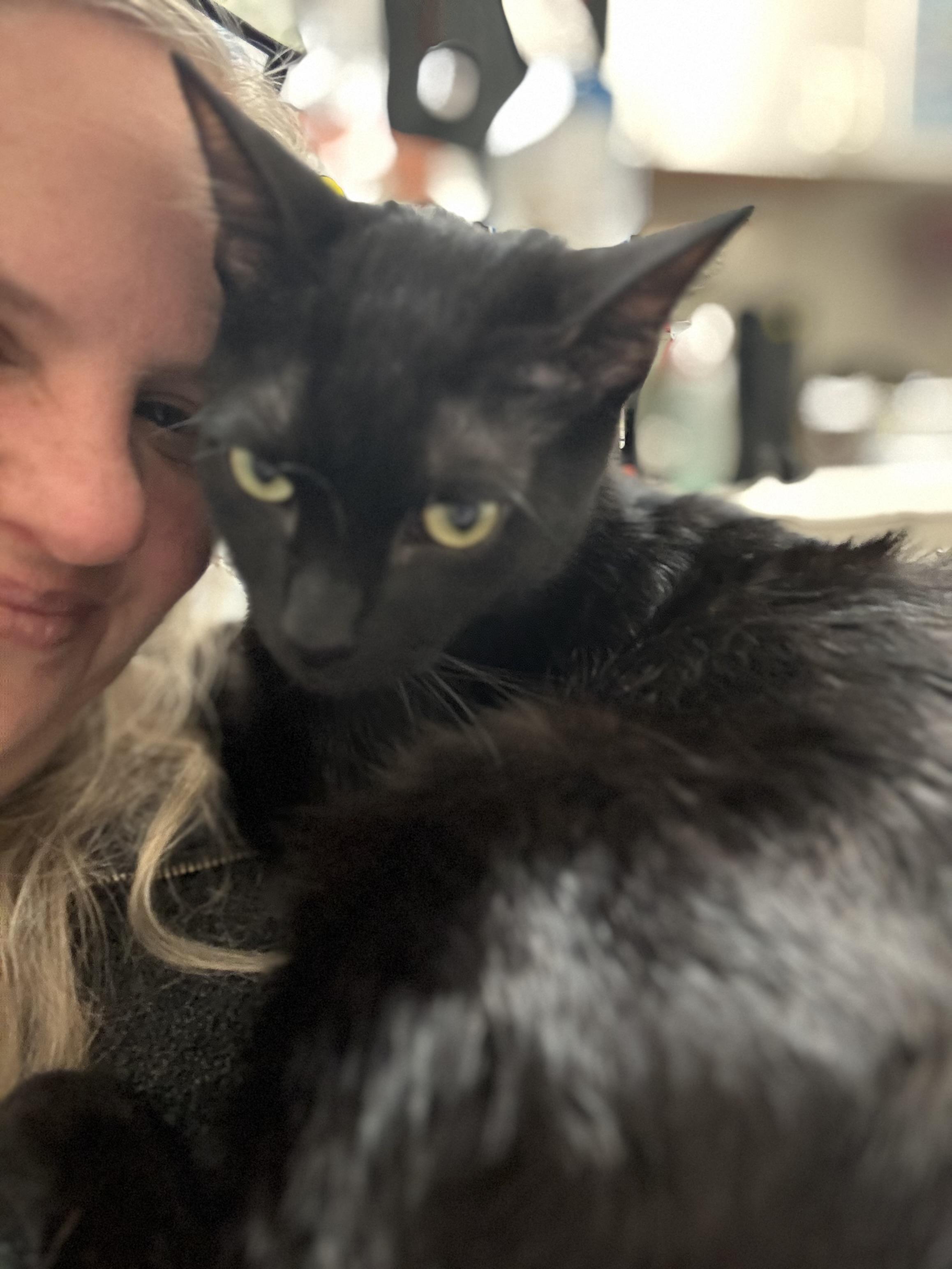 Enlarge Cole, a Adoptable Domestic Short Hair in Petaluma, CA image 3/3