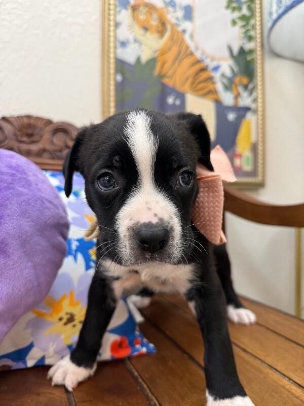 Bunny Love — thumbnail 2