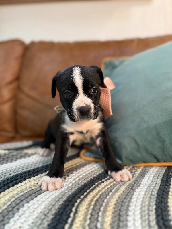 Bunny Love — thumbnail 3