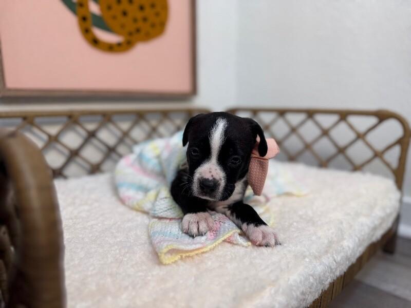 Bunny Love — thumbnail 4