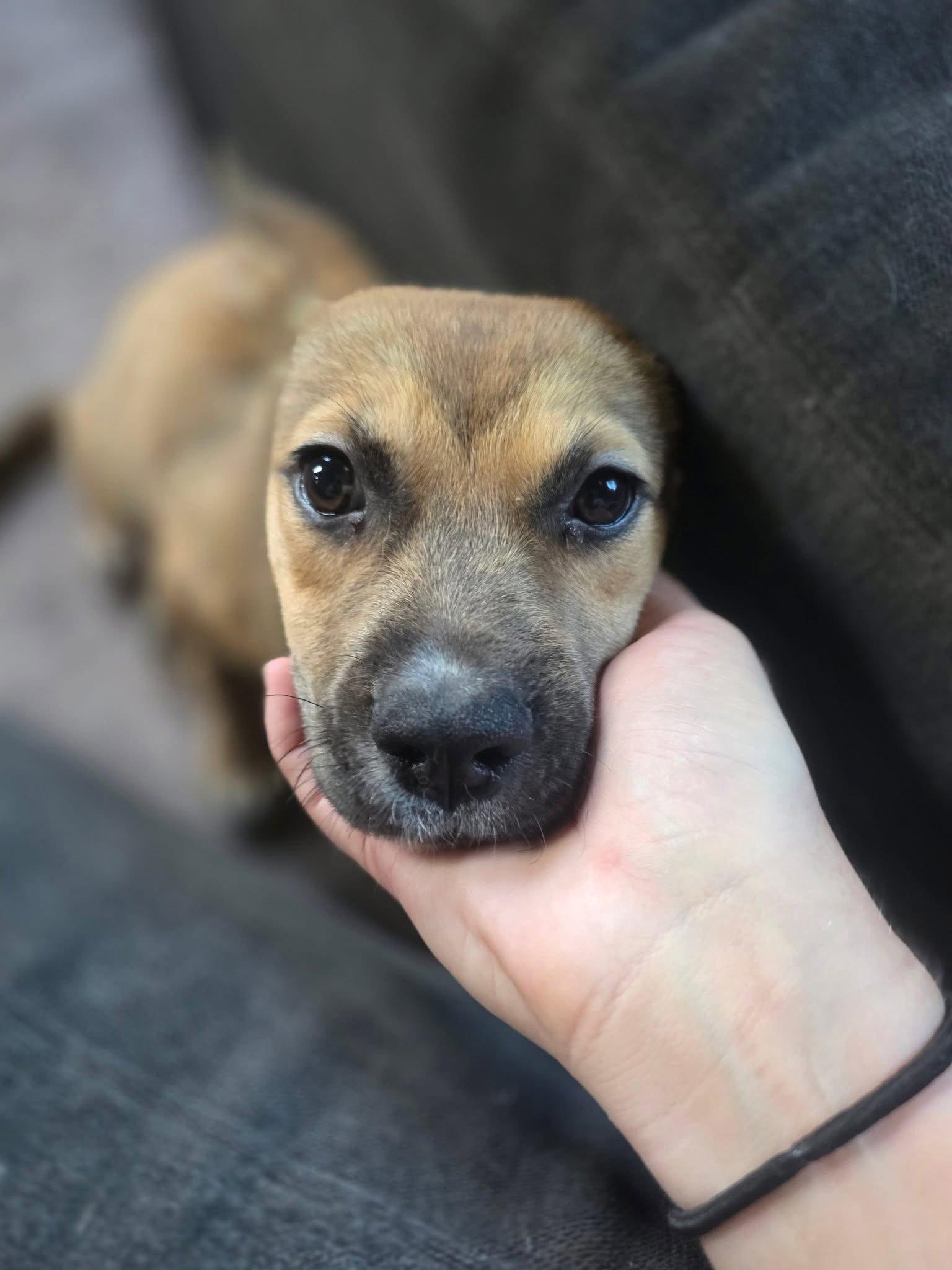 Enlarge Clementine, a Adopted mixed breed in New London, WI image 1/3