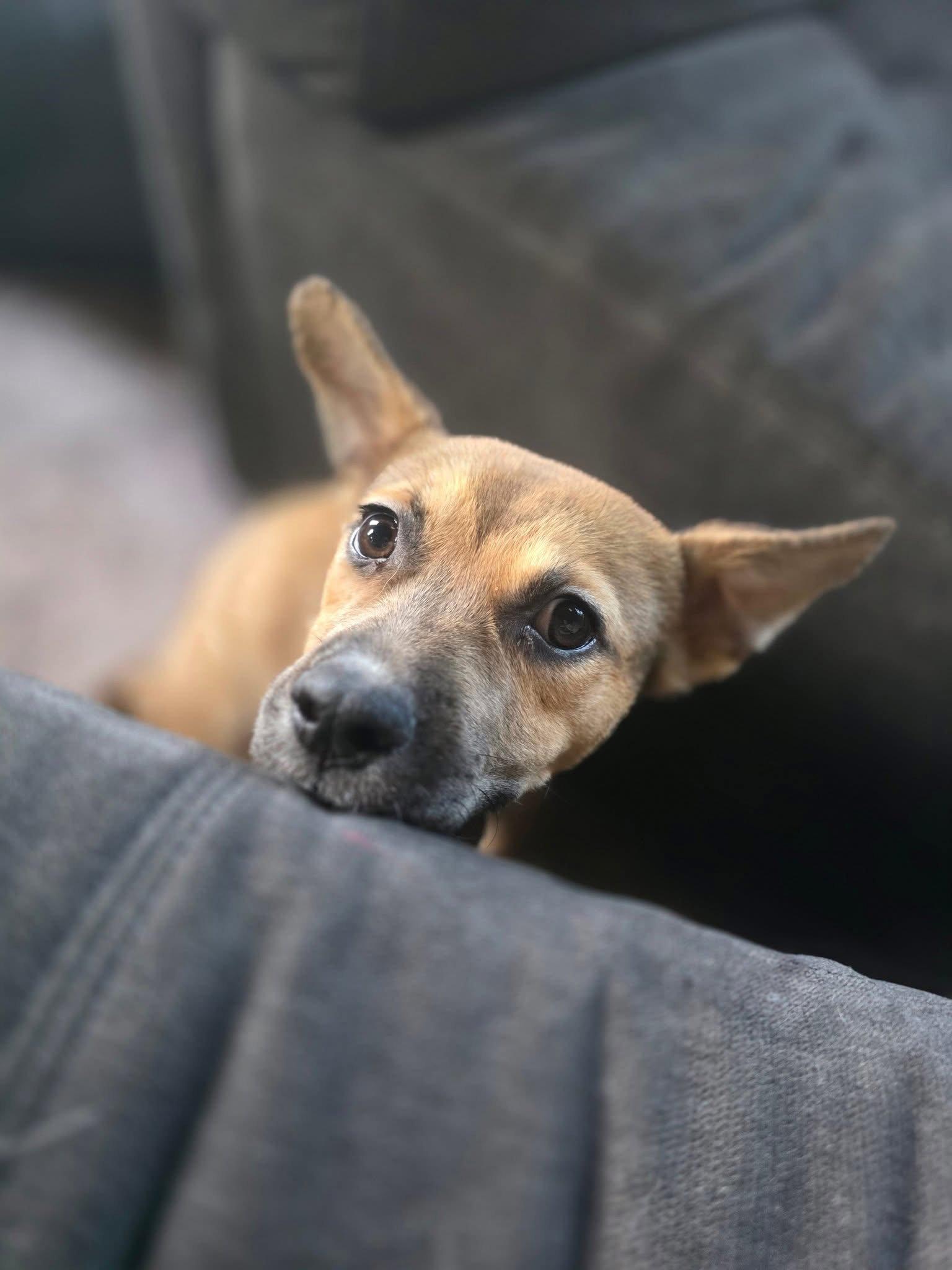 Enlarge Clementine, a Adopted mixed breed in New London, WI image 2/3