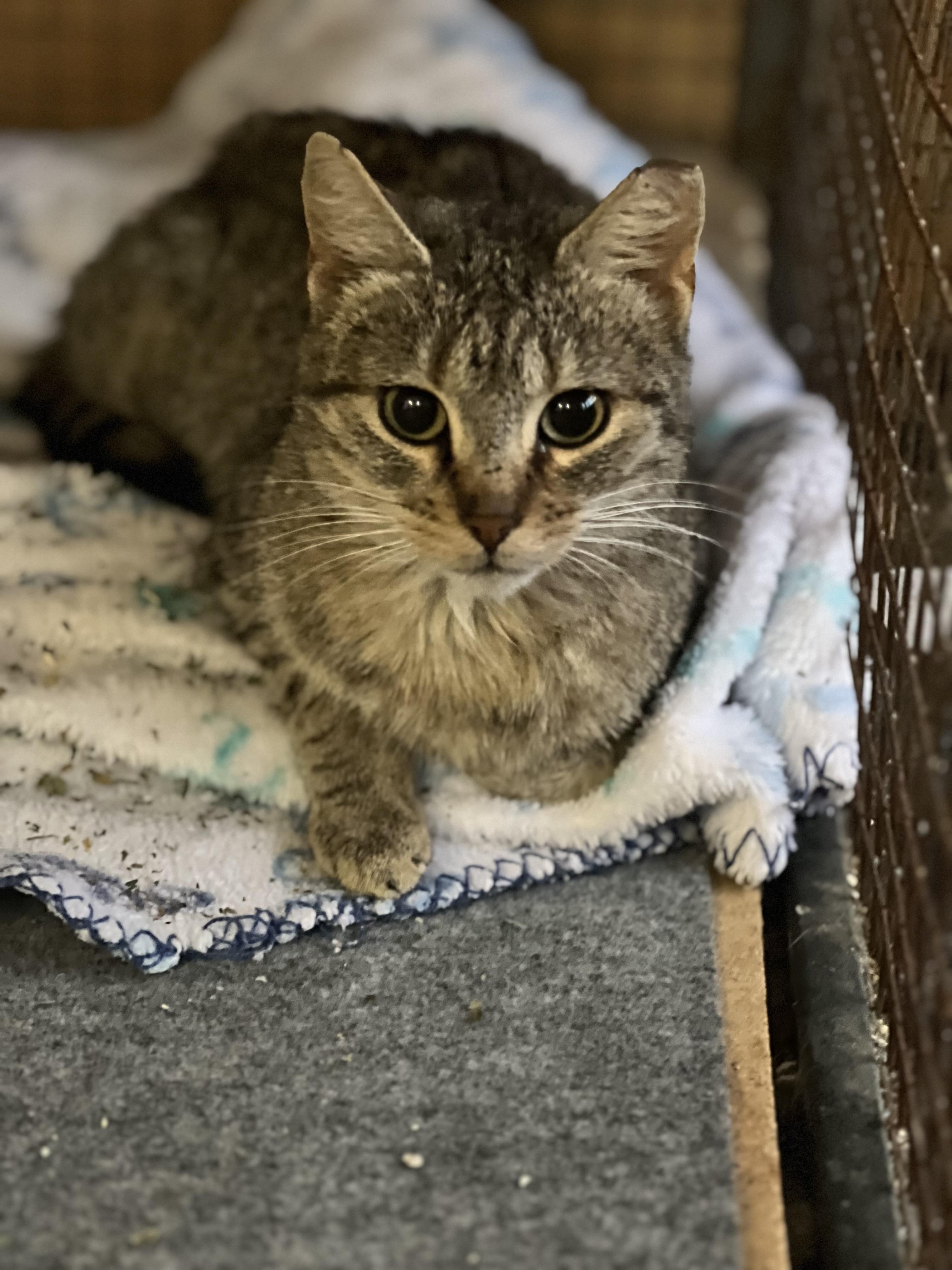 Enlarge Miss Millie, a Adoptable Domestic Short Hair in Cortez, CO image 1/2