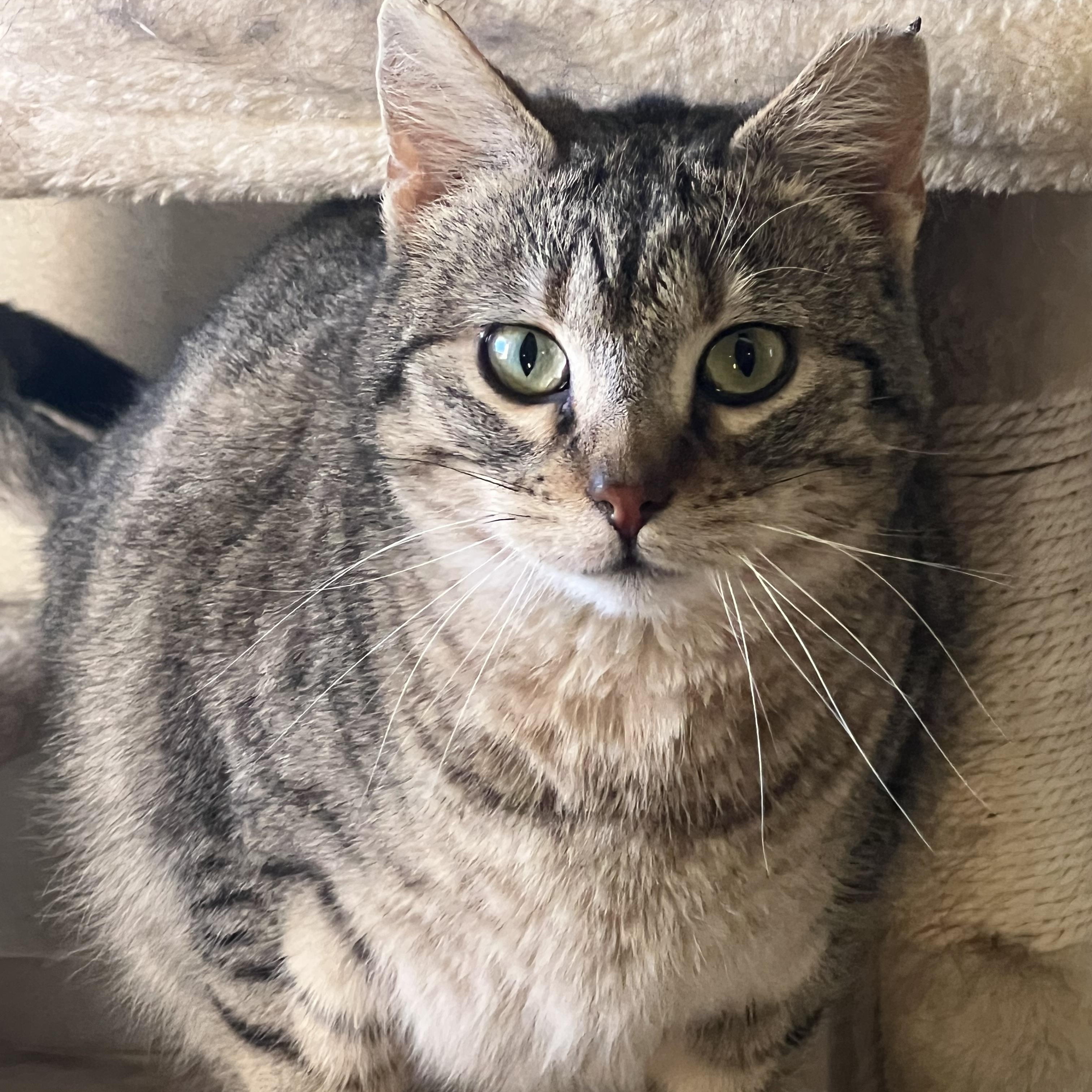 Enlarge Miss Millie, a Adoptable Domestic Short Hair in Cortez, CO image 2/2