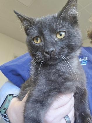 EverCrisp, Adoptable, Kitten Male Domestic Short Hair & Domestic Short Hair.