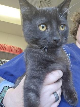 EverCrisp, a Adoptable Domestic Short Hair in Roseville, CA image 2/2