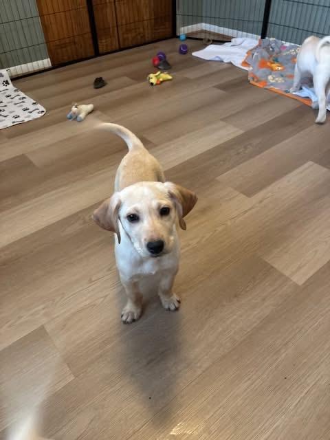 Enlarge Aaron Samuels, an adopted mixed breed in Orland Park, IL image 2/3