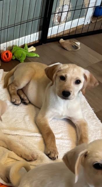 Aaron Samuels, adopted, Puppy Male Yellow Labrador Retriever.