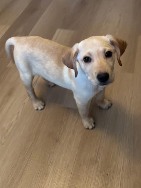 Enlarge Aaron Samuels, an adopted mixed breed in Orland Park, IL image 3/3