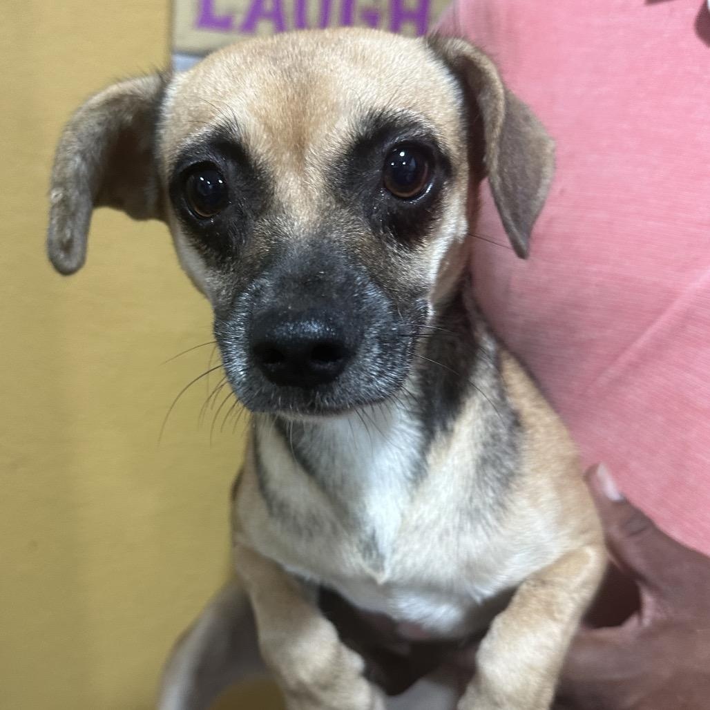 Enlarge Goldie - Local November 6-8, a Adoptable mixed breed in Johnston, RI image 1/1