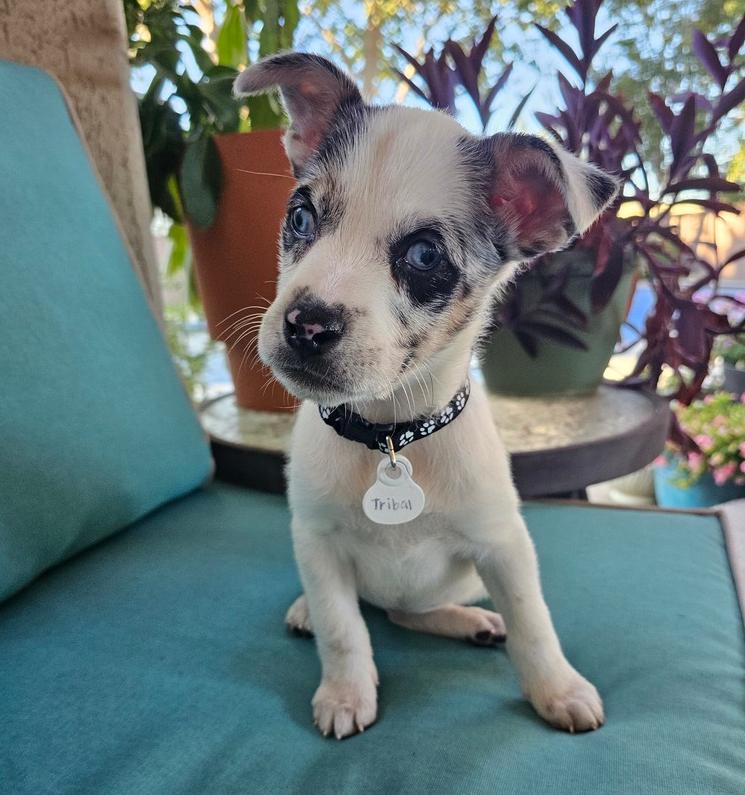 Enlarge Dillabough / Tribal, a Adoptable mixed breed in Broomfield, CO image 2/6