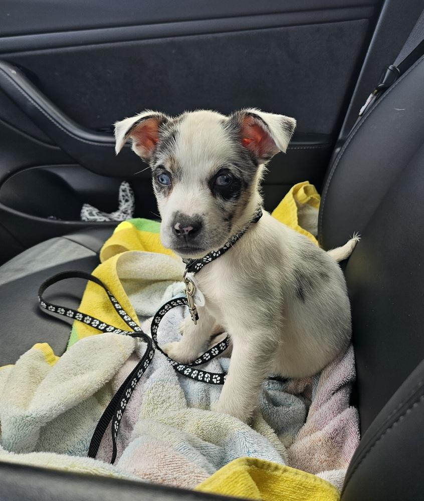 Enlarge Dillabough / Tribal, a Adoptable mixed breed in Broomfield, CO image 6/6