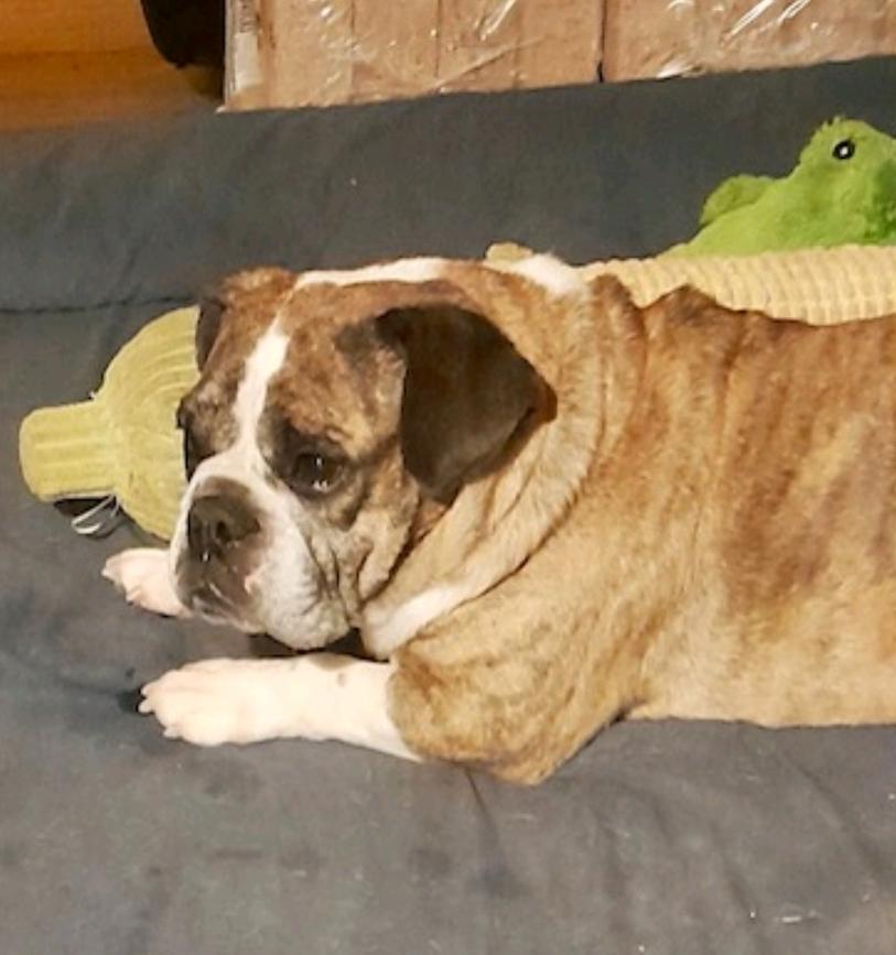 Enlarge Bubbles, a ADOPTABLE mixed breed in Franklin, MA image 5/6