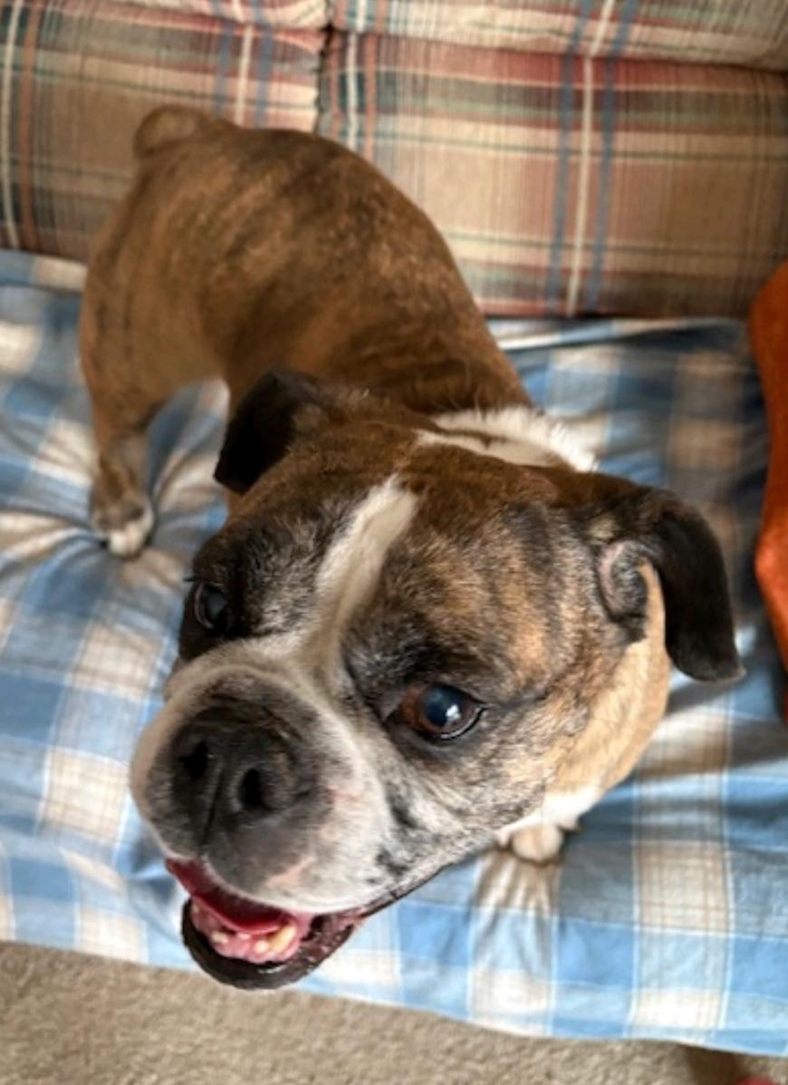 Enlarge Bubbles, a ADOPTABLE mixed breed in Franklin, MA image 4/6