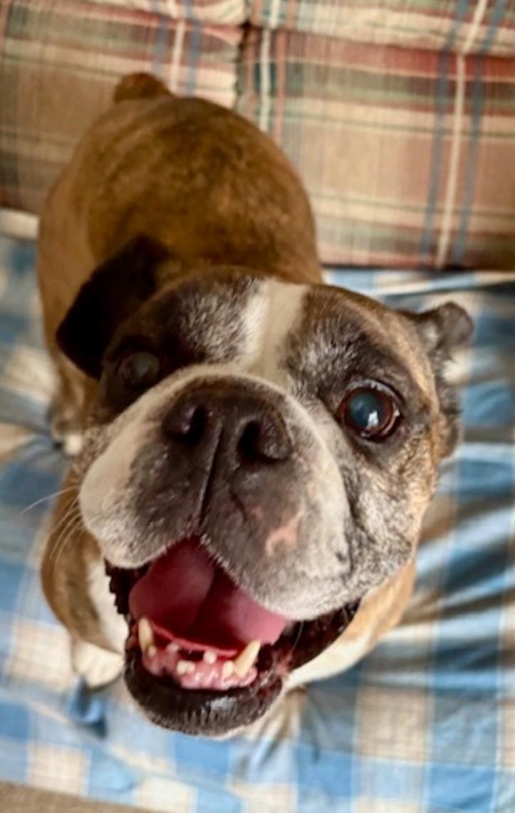 Enlarge Bubbles, a ADOPTABLE mixed breed in Franklin, MA image 3/6