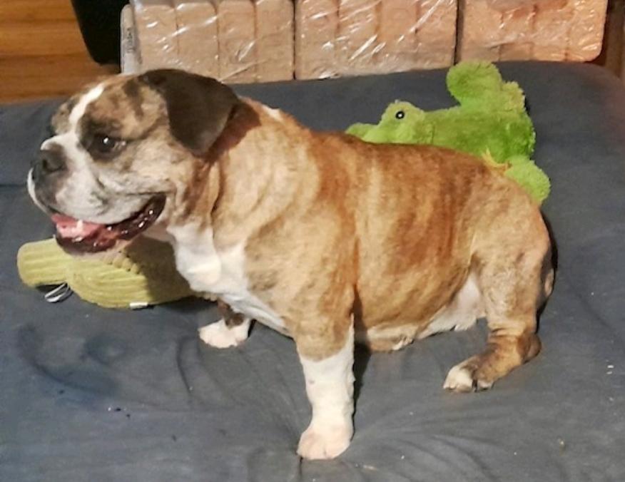 Enlarge Bubbles, a ADOPTABLE mixed breed in Franklin, MA image 6/6