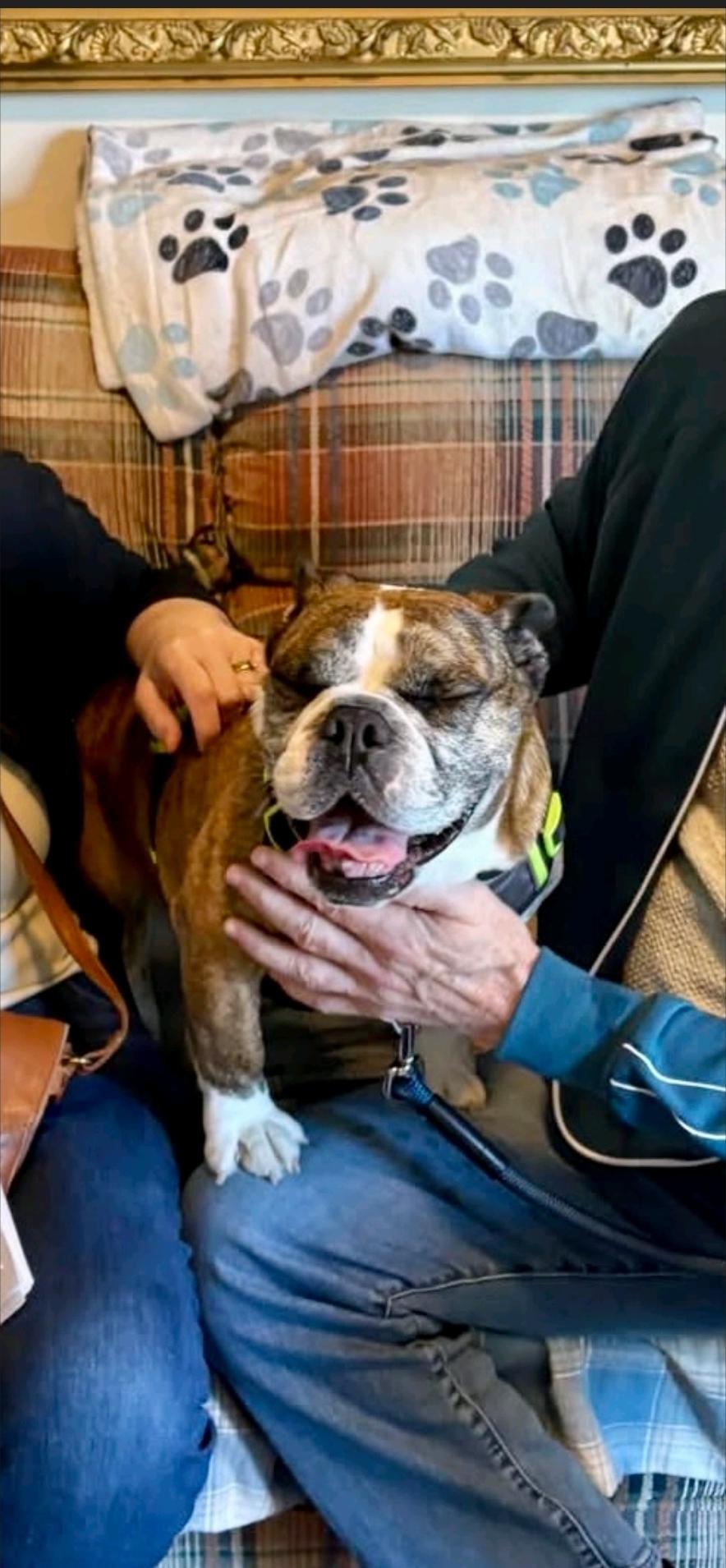 Enlarge Bubbles-Beabull(in NH-partially sponsored fee), an adoptable mixed breed in Franklin, MA image 6/6