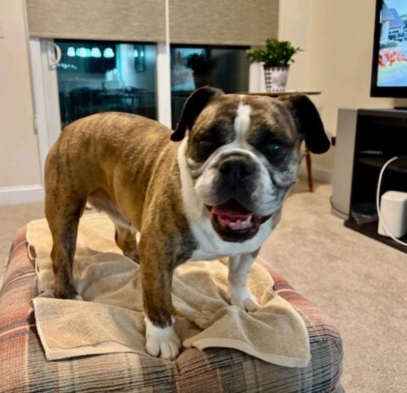 Bubbles, ADOPTABLE, Senior Female English Bulldog & Beagle.