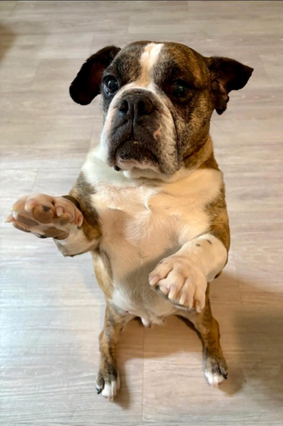 Enlarge Bubbles, a ADOPTABLE mixed breed in Franklin, MA image 2/6