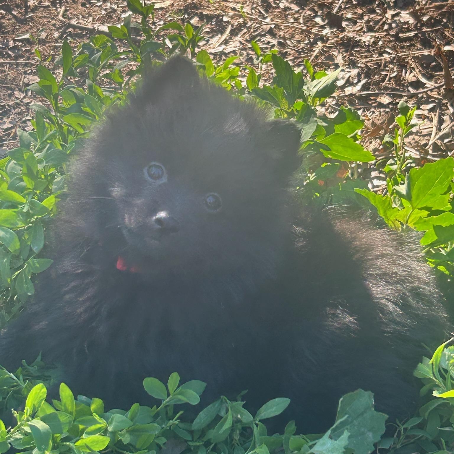 Shaggy, Adoptable, Puppy Male Pomeranian.