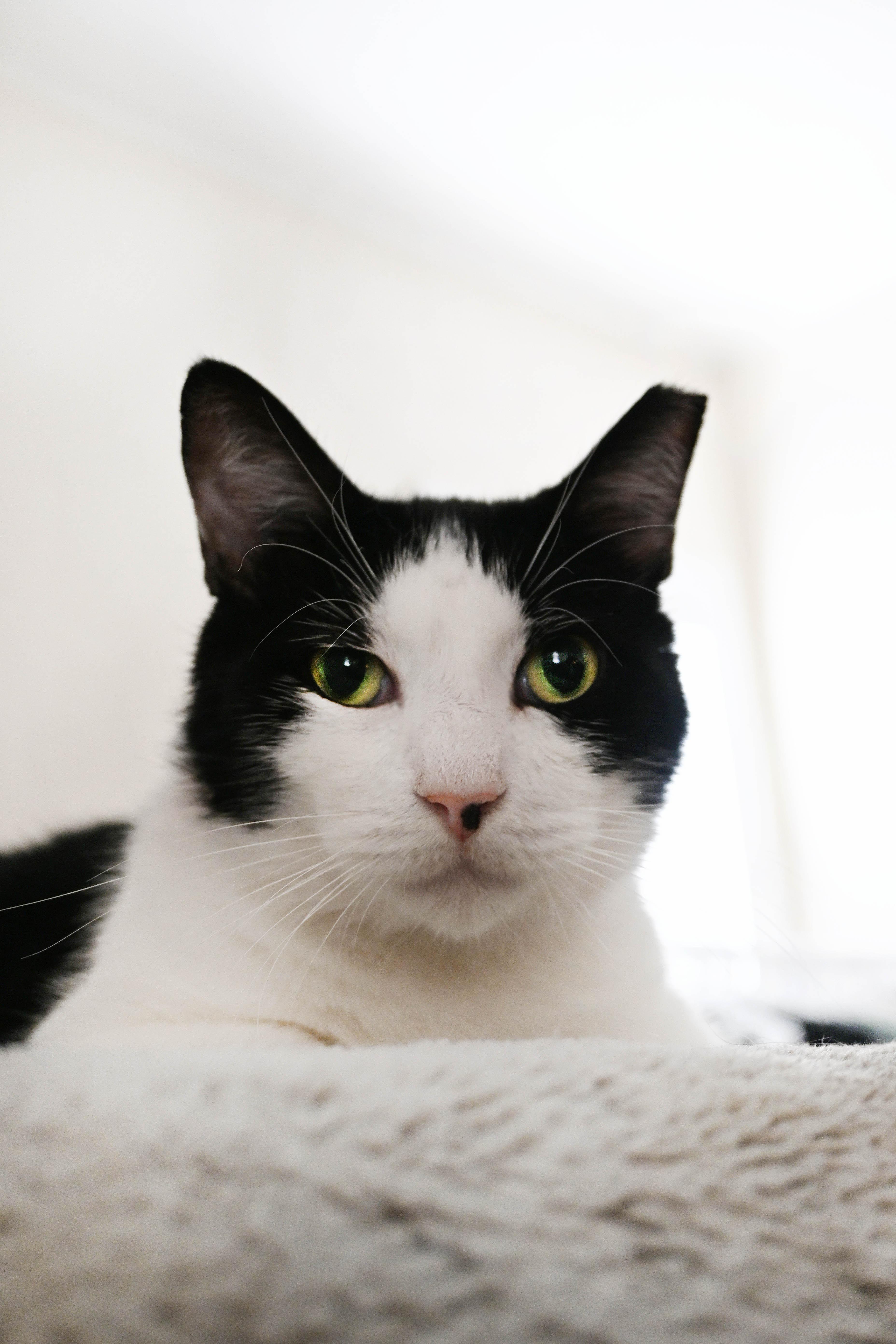 Enlarge Jimmy Carter, a Adoptable American Shorthair in Orlando, FL image 1/6