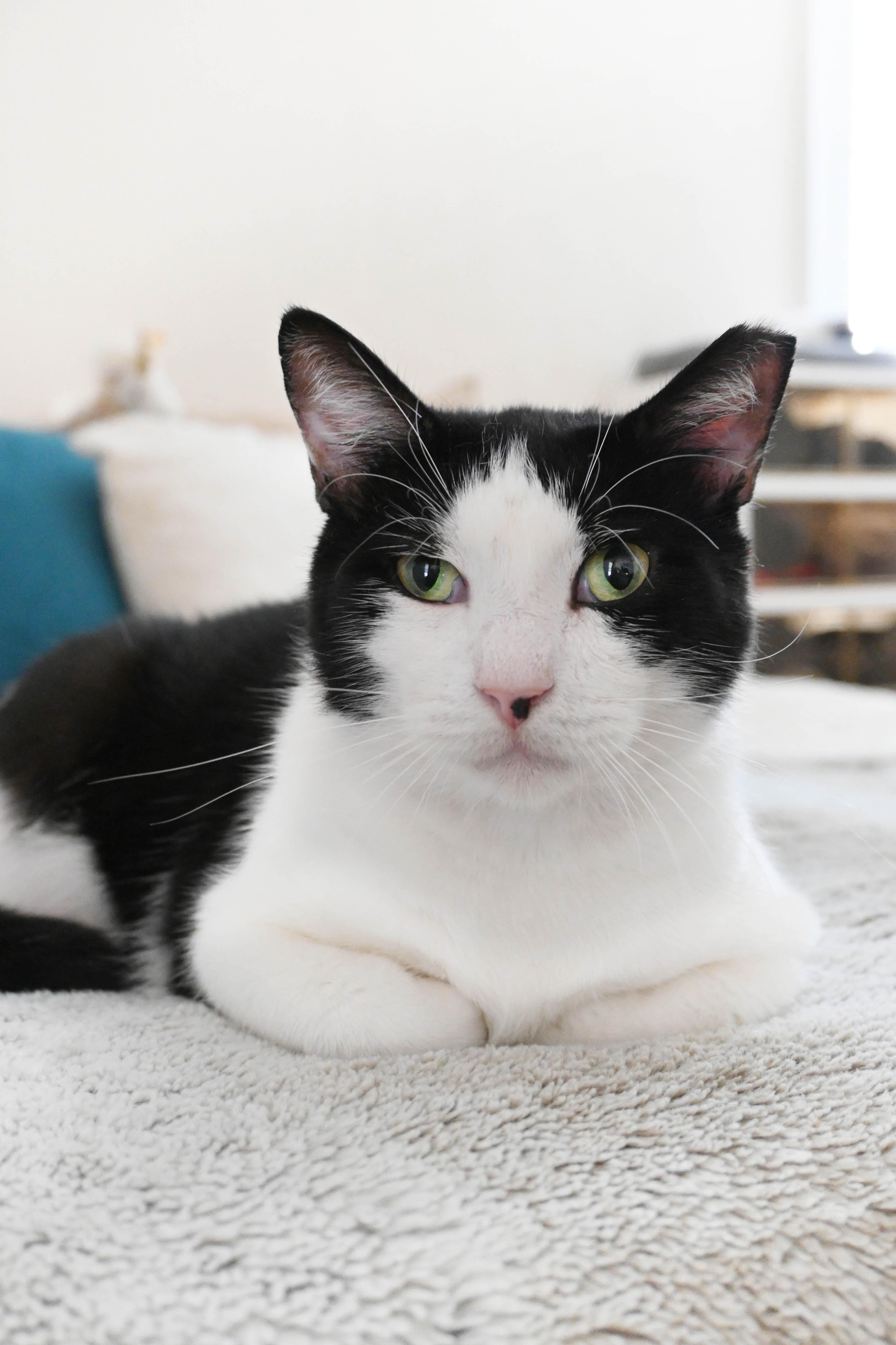 Enlarge Jimmy Carter, a Adoptable American Shorthair in Orlando, FL image 2/6