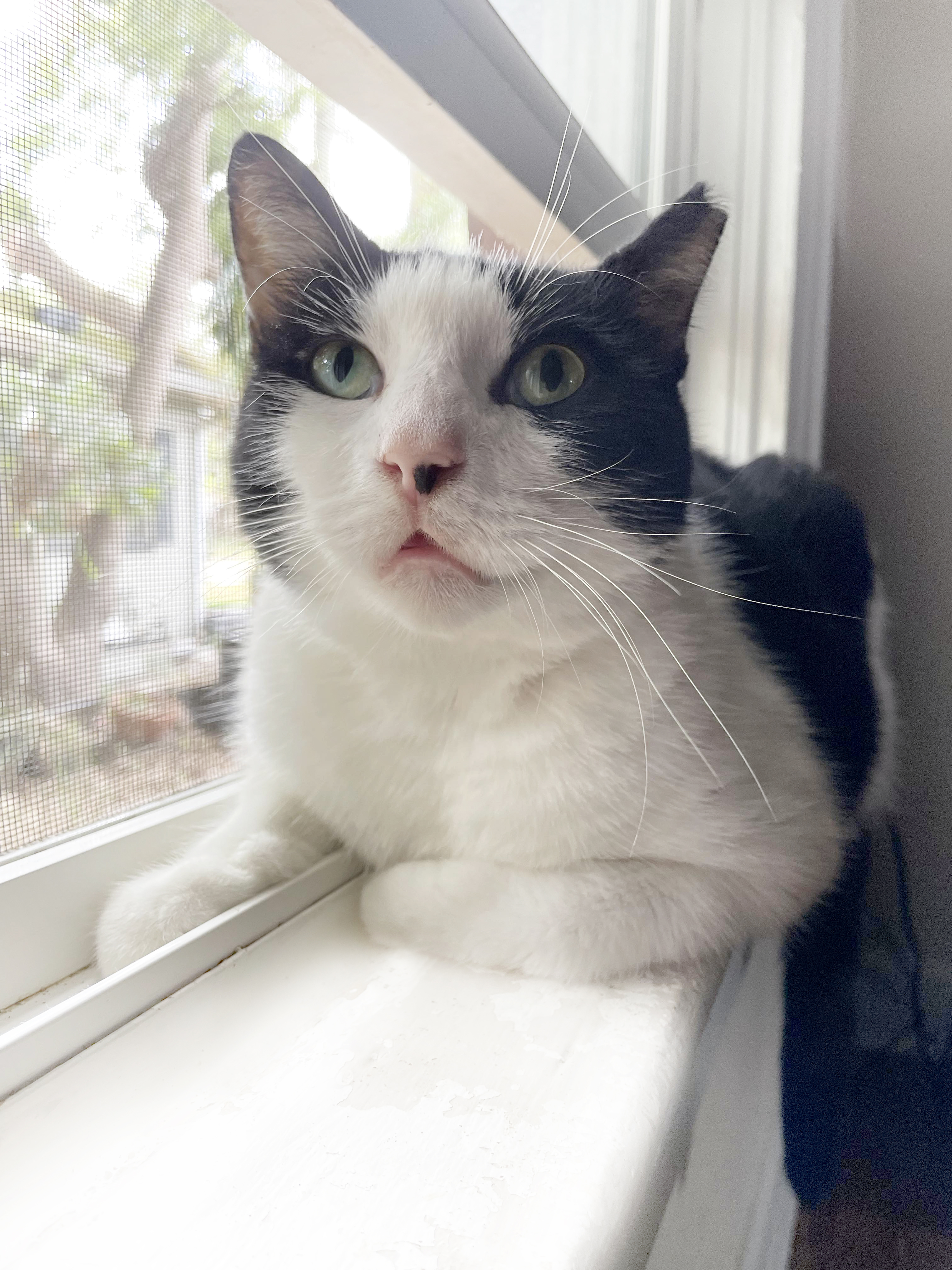 Enlarge Jimmy Carter, a Adoptable American Shorthair in Orlando, FL image 6/6